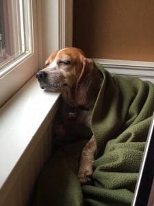 13592263_10157205592355381_2069505939321525258_n