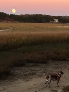 beagle-moon