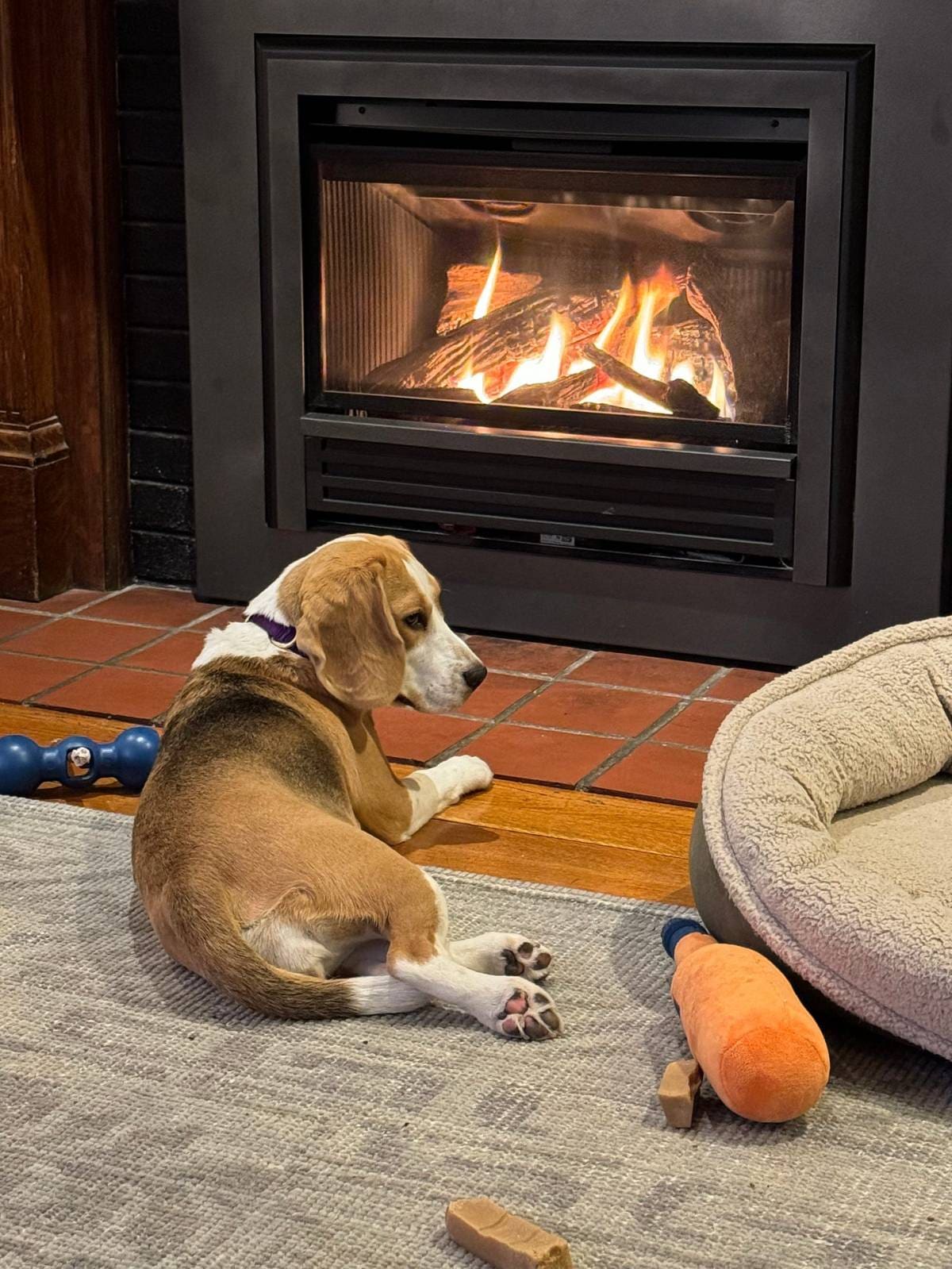 A Mere 5 Months In: And a real life service Beagle