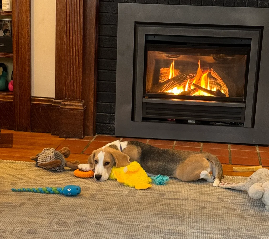 Dear Goddamned Puppy