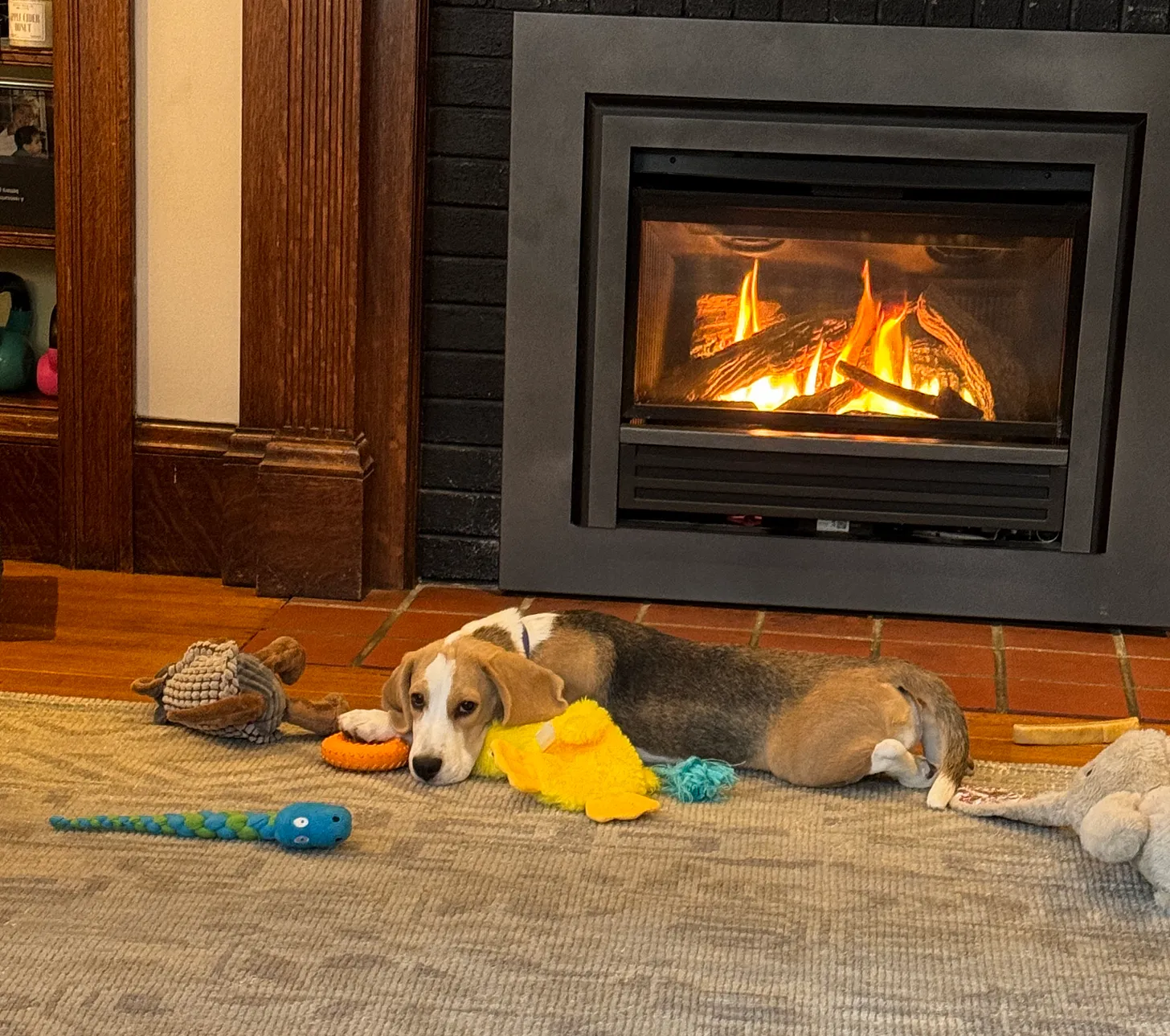 Dear Goddamned Puppy